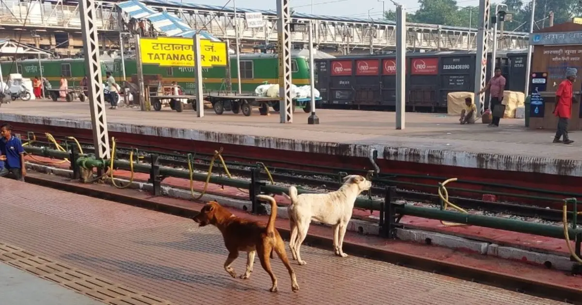 आवारा कुत्तों के हवाले Tatanagar रेलवे स्टेशन की सुरक्षा, स्कैनर उपकरण भी ख़राब, यात्रियों की सुरक्षा पर उठ रहे सवाल !